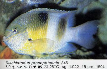 Dischistodus prosopotaenia